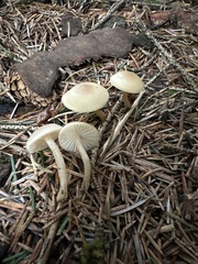 Clitocybe fragrans