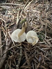 Clitocybe fragrans