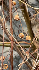 Ludwigia alternifolia