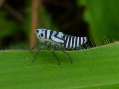 Agrosoma