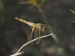 Erythrodiplax corallina