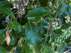 Siphonodon australis