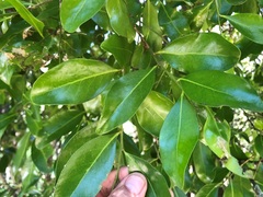 Siphonodon australis