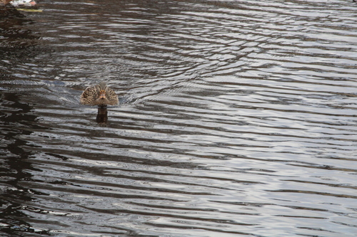 Mallard photographed in Rhode Island
