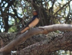 Hirundo rustica rustica