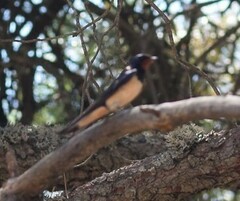 Hirundo rustica rustica