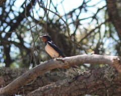 Hirundo rustica rustica