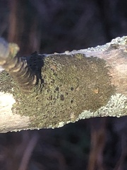 Hyperphyscia syncolla