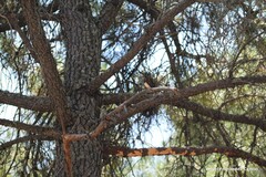 Hirundo rustica rustica