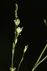 Poa sylvestris
