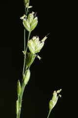 Poa sylvestris