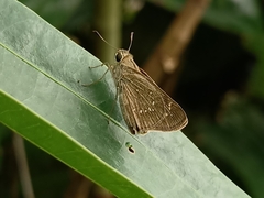 Pelopidas mathias