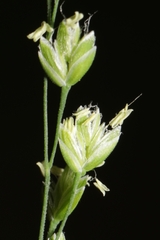 Poa sylvestris