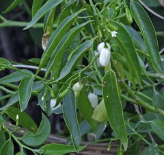 Vallesia glabra