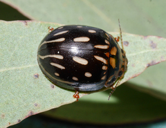 Paropsisterna anomala