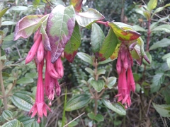 Fuchsia