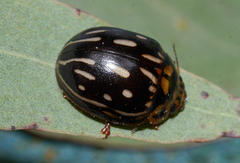 Paropsisterna anomala