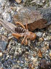 Ammopelmatus