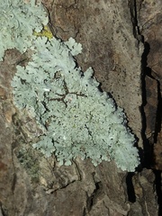 Heterodermia albicans