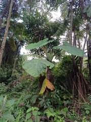 Alocasia macrorrhizos