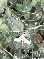 Carlowrightia