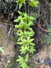 Lygodium palmatum