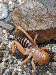 Ammopelmatus