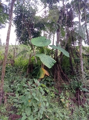 Alocasia macrorrhizos