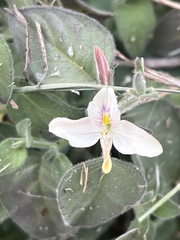 Carlowrightia