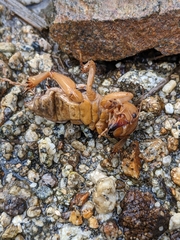 Ammopelmatus