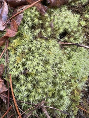 Bartramia pomiformis