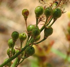 Asphodelus serotinus