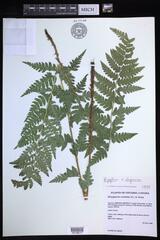 Dryopteris × uliginosa