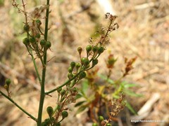 Asphodelus serotinus