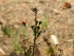 Asphodelus serotinus