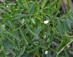Vallesia glabra