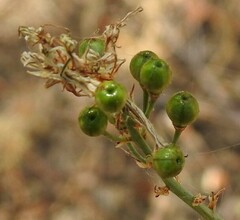 Asphodelus serotinus