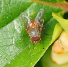 Calliphora ochracea