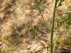 Asphodelus serotinus