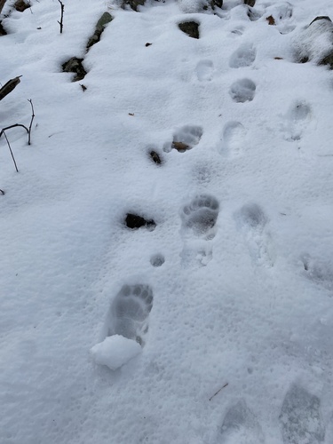 Black Bear Tracks – NatureTracking