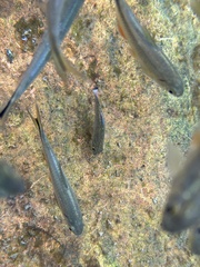 Cyprinodon elegans