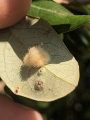 Druon quercuslanigerum