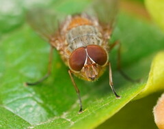Calliphora ochracea