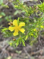 Hypericum fasciculatum