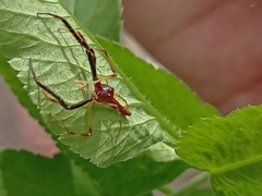 Viciria pavesii