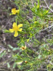 Hypericum fasciculatum