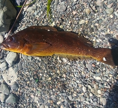 Hexagrammos decagrammus