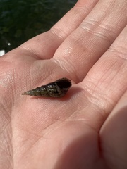 Melanoides tuberculata