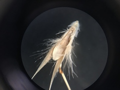 Rytidosperma clavatum