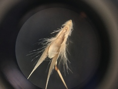 Rytidosperma clavatum